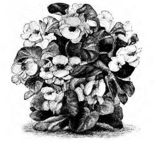 B. ‘Duchess of York’